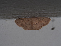 Perixera illepidaria