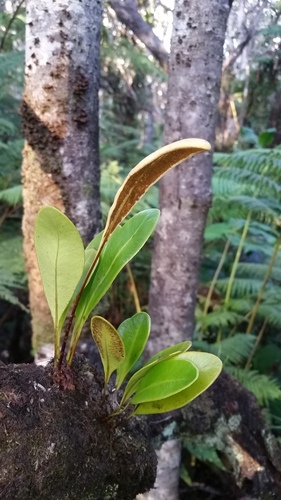 Elaphoglossum wawrae