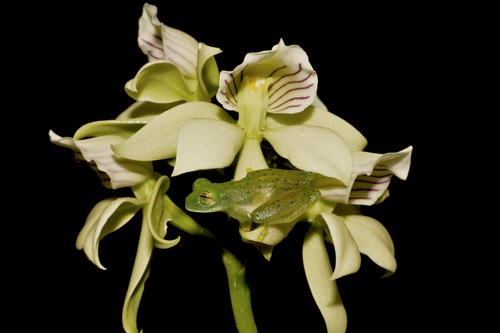 Epidendrum hoffmannii Schltr. 3