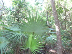 Coccothrinax argentata
