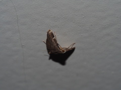 Cangetta hartoghialis