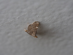 Cangetta hartoghialis