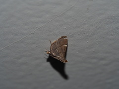 Cangetta hartoghialis