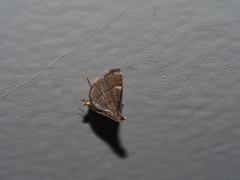 Cangetta hartoghialis