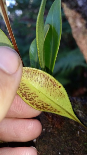 Elaphoglossum wawrae