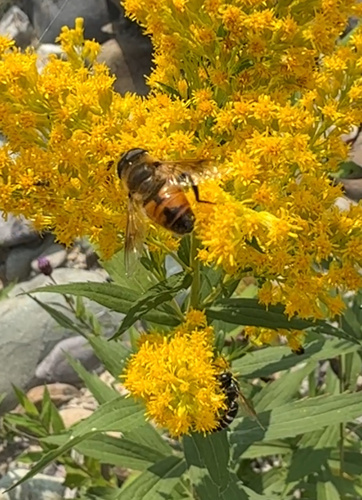 Unknown species found near Whitefish, MT, US