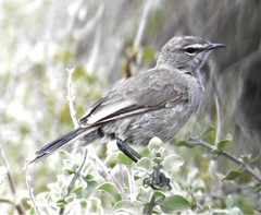 Cercotrichas coryphoeus cinerea