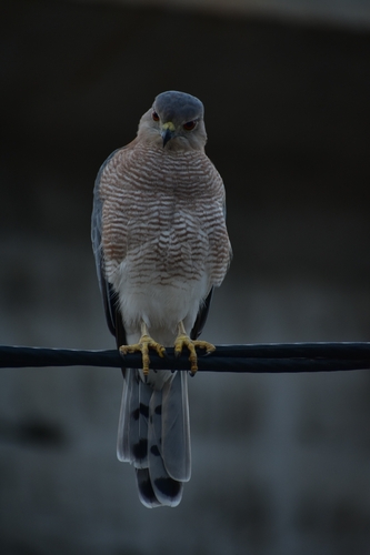 Shikra