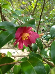 Camellia