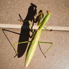 Tenodera sinensis