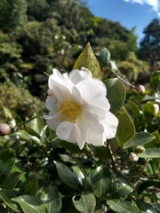 Camellia