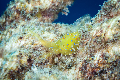 Stylocheilus longicauda observed 2019-11-11