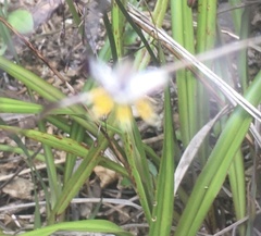 Dianella ensifolia