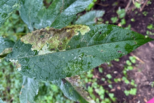 Calycomyza flavinotum photo 5