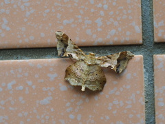 Krananda oliveomarginata