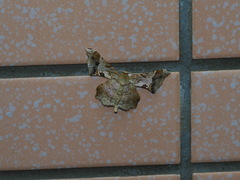 Krananda oliveomarginata