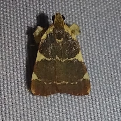Parachma meterythra