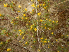 Pultenaea tenuifolia