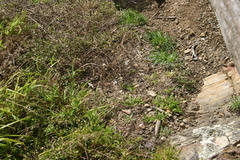 Oligosoma