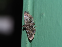 Chabula acamasalis
