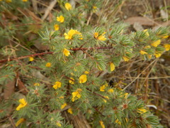 Pultenaea tenuifolia