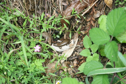 Brown Skink, Oligosoma zelandicum