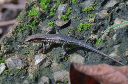 Bronze Grass Skink
