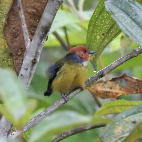 Lulu's Tody-Flycatcher (Poecilotriccus luluae)