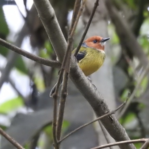 Lulu's Tody-Flycatcher (Poecilotriccus luluae), photo 2
