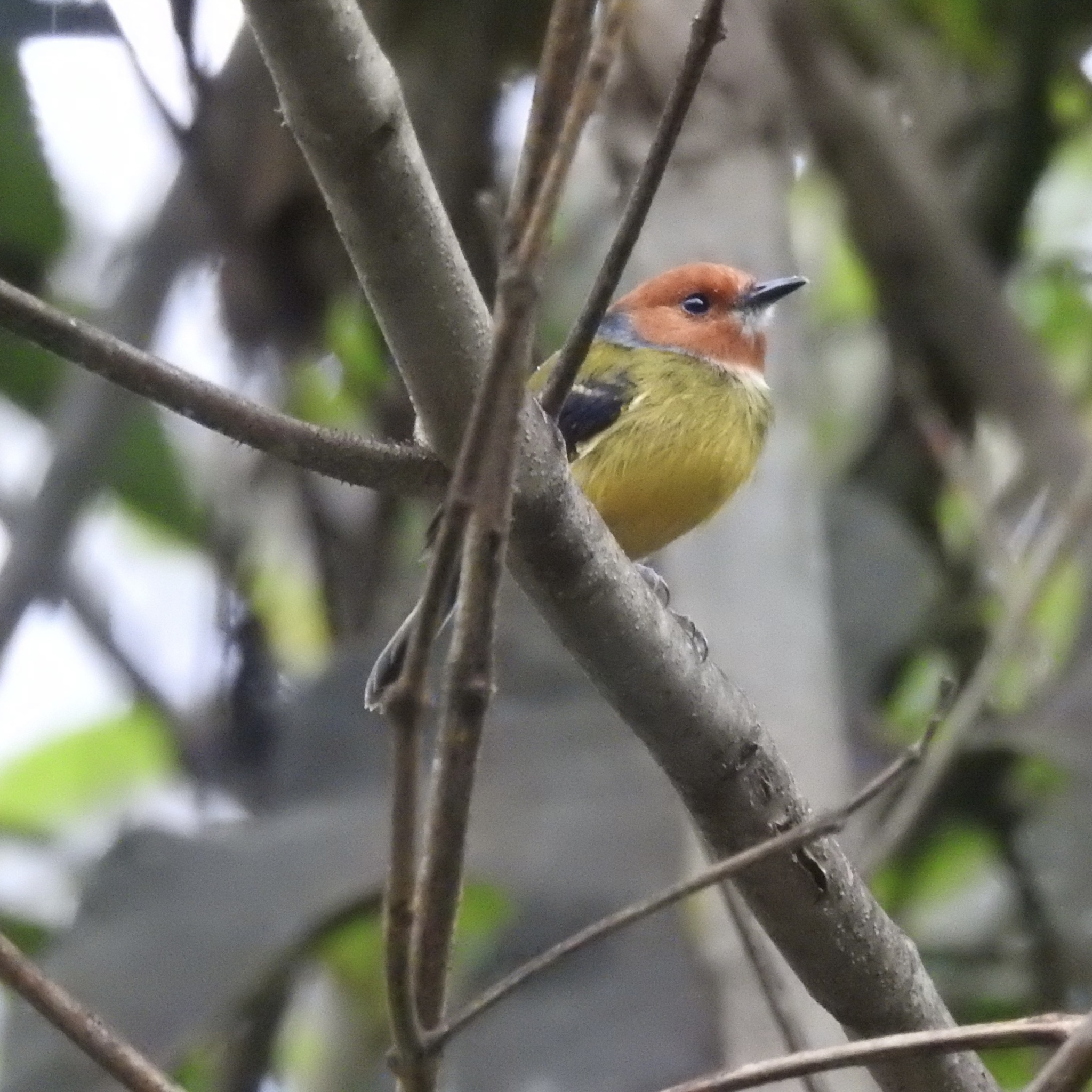 Lulu's Tody-Flycatcher (Poecilotriccus luluae), photo 2