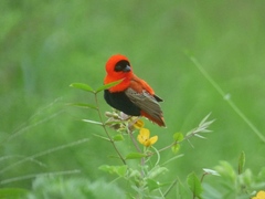 Euplectes franciscanus