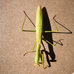 Tenodera sinensis