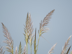 Poaceae