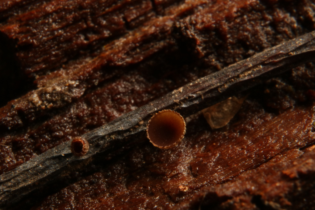 Rutstroemia sp. 'PA03'