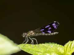 Aristocypha quadrimaculata