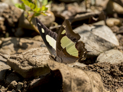 Polyura agraria