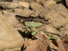 Polyura agraria