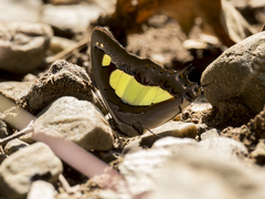 Polyura agraria