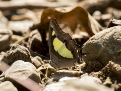 Polyura agraria