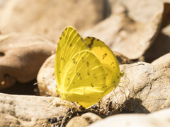 Eurema hecabe