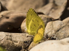 Eurema hecabe