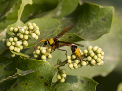 Delta pyriforme pyriforme