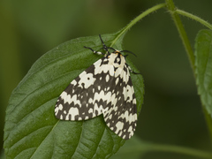 Lymantria marginata