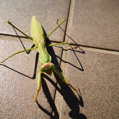 Tenodera sinensis