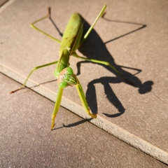 Tenodera sinensis