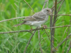 Crithagra leucopygia