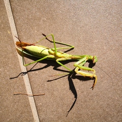 Tenodera sinensis