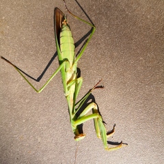 Tenodera sinensis
