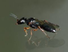 Spilomena nozela