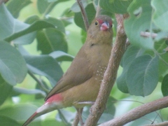 Lagonosticta senegala